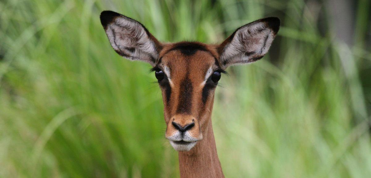 Impala de Pongara