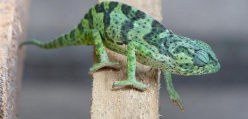 Un caméléon